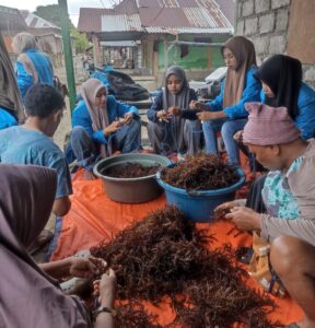 Mahasiswa FPIK UNIQBU; Praktik Budidaya Rumput Laut Di Desa Persiapan Saliong